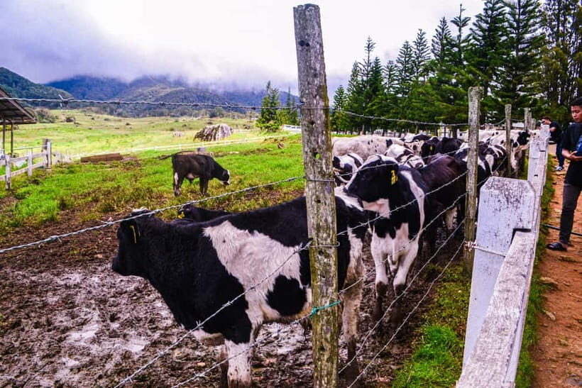 Sabah: Kinabalu Park, Poring Hot Springs & Desa Farm Tour - Key things I’d watch for before you book