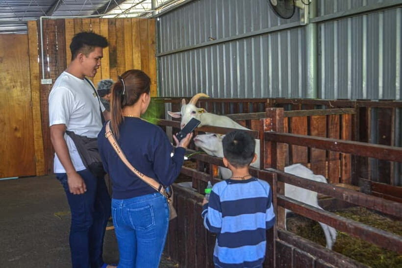 Sabah: Kinabalu Park, Poring Hot Springs & Desa Farm Tour - Who should book this tour (and who should skip it)