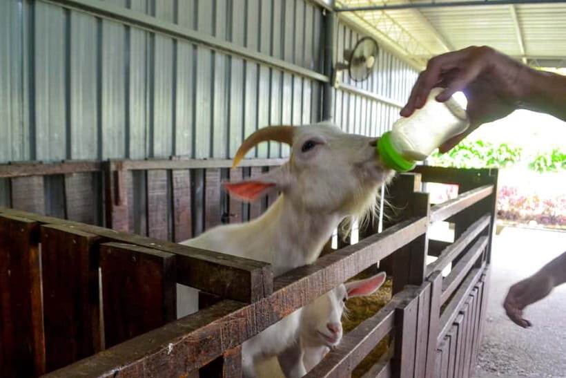 Sabah: Kinabalu Park, Poring Hot Springs & Desa Farm Tour - Lunch on the road: a small detail that changes the whole day