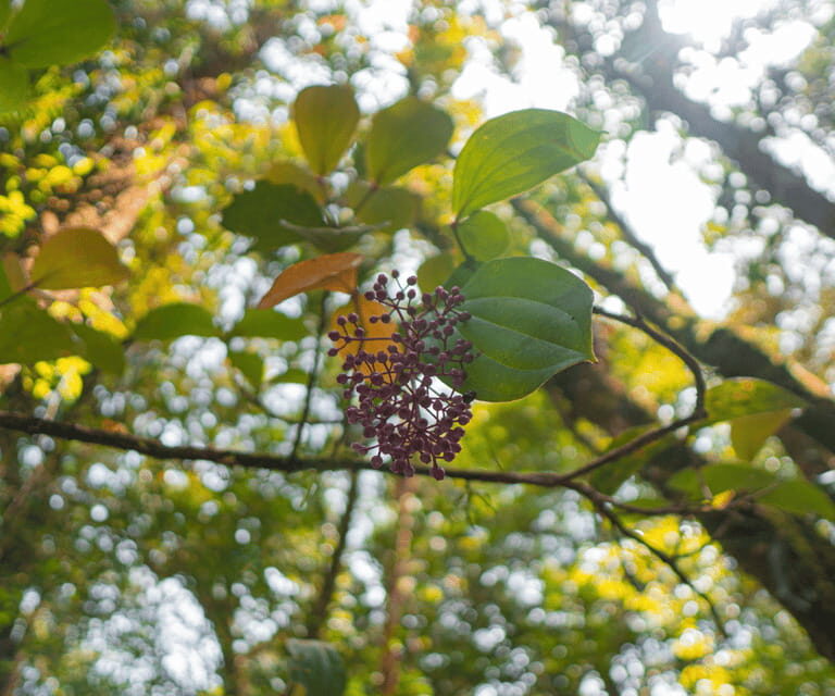 Sabah: Kota Kinabalu Park and Hot Spring Day Trip - Lunch break: refueling so you can enjoy the afternoon