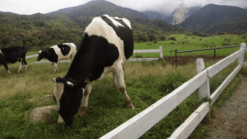 Sabah: Kundasang Nature Day Tour - Poring hot springs: outdoor tubs included, indoor tubs cost extra