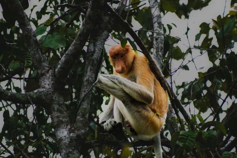Sabah: Mangrove Fireflies, and Sky Mirror Dream Beach Tour - Proboscis monkeys: how to think about the 80% chance