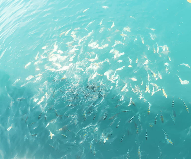 Sabah: Manukan and Sapi Islands Excursion Ticket - Value Check: Is the Day Trip Worth $63?