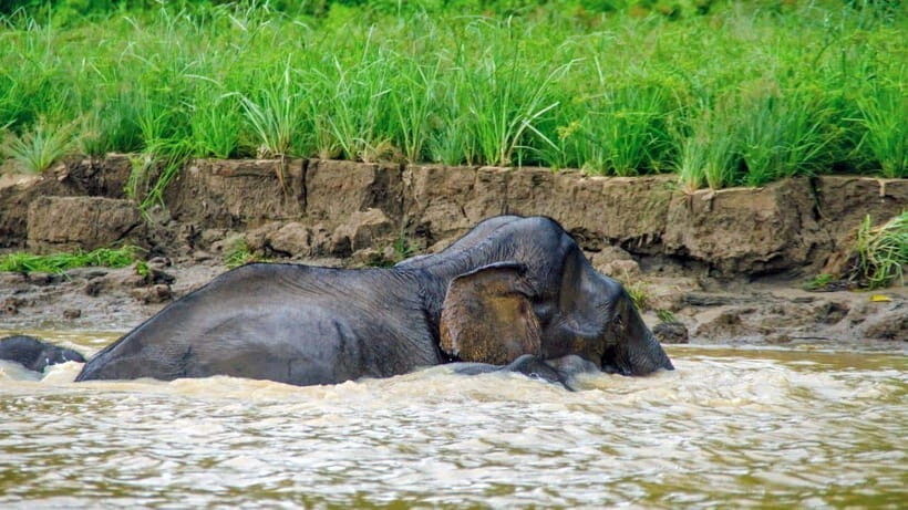 Sandakan: 2 Days 1 Night Bilit, Kinabatangan River Wildlife - Quick hits: what makes this Bilit wildlife trip click