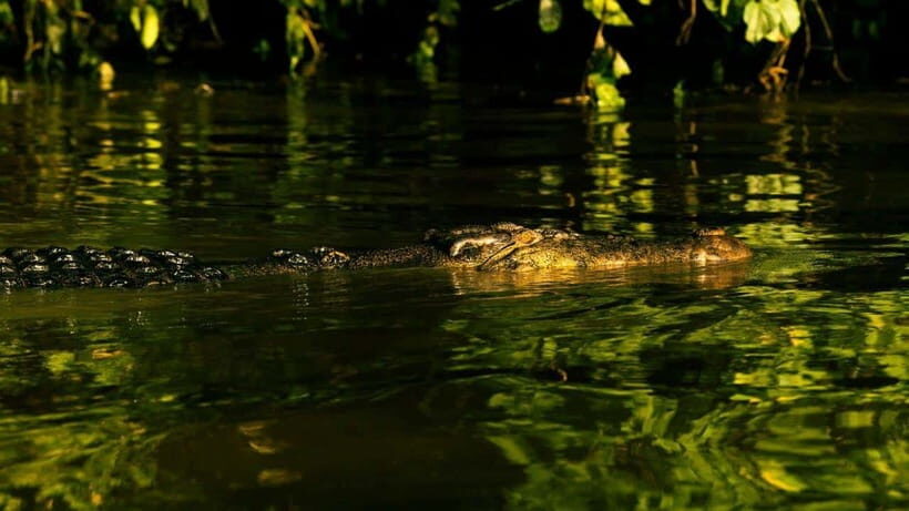 Sandakan: 2 Days 1 Night Bilit, Kinabatangan River Wildlife - Why the Kinabatangan River route matters more than the brochure