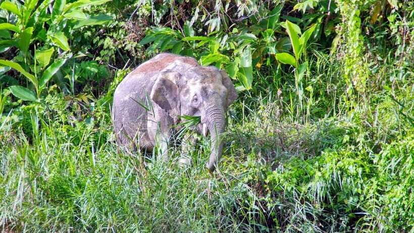 Sandakan: 2 Days 1 Night Bilit, Kinabatangan River Wildlife - Night walk and tree planting: the eco activities that actually change your day