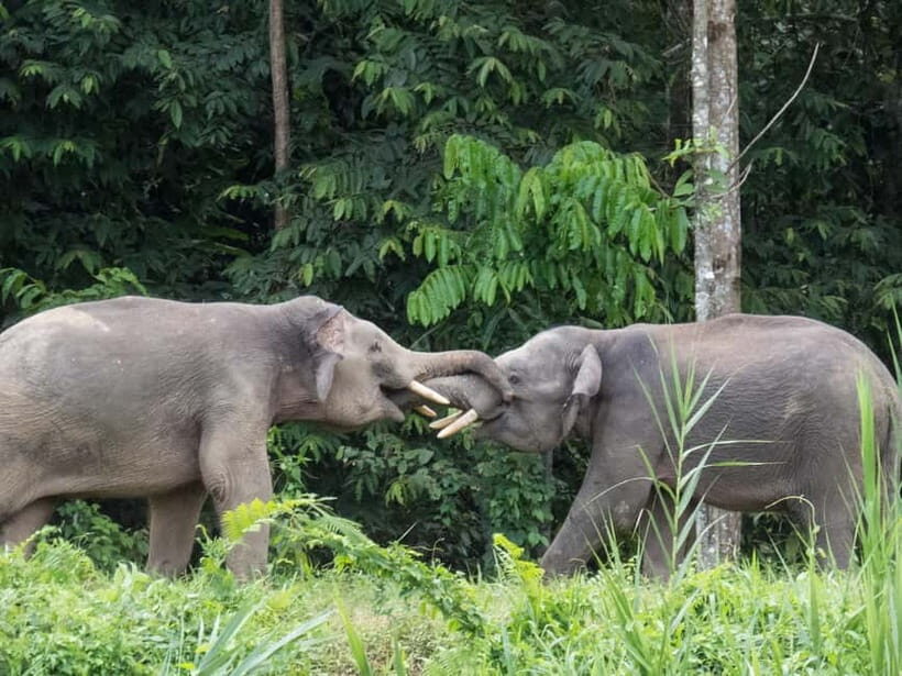 Sandakan: 3D2N The Wild Heart of Borneo River Secrets - Key things that make this Kinabatangan safari tick