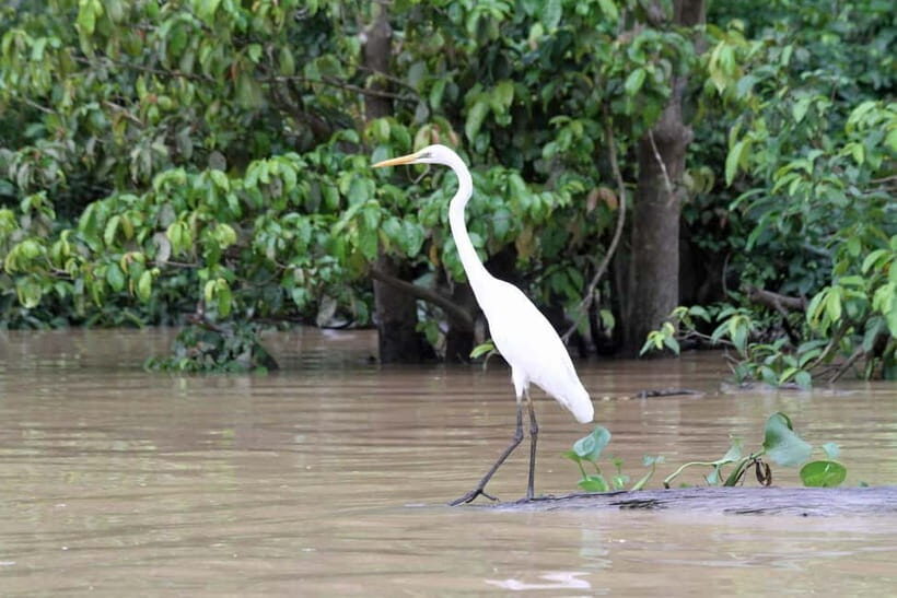 Sandakan: 3D2N The Wild Heart of Borneo River Secrets - Kinabatangan in Sabah: why this part of Borneo works
