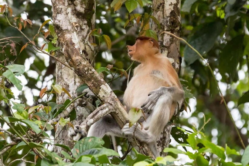 Sandakan: 3D2N The Wild Heart of Borneo River Secrets - Lunch breaks that actually reset you