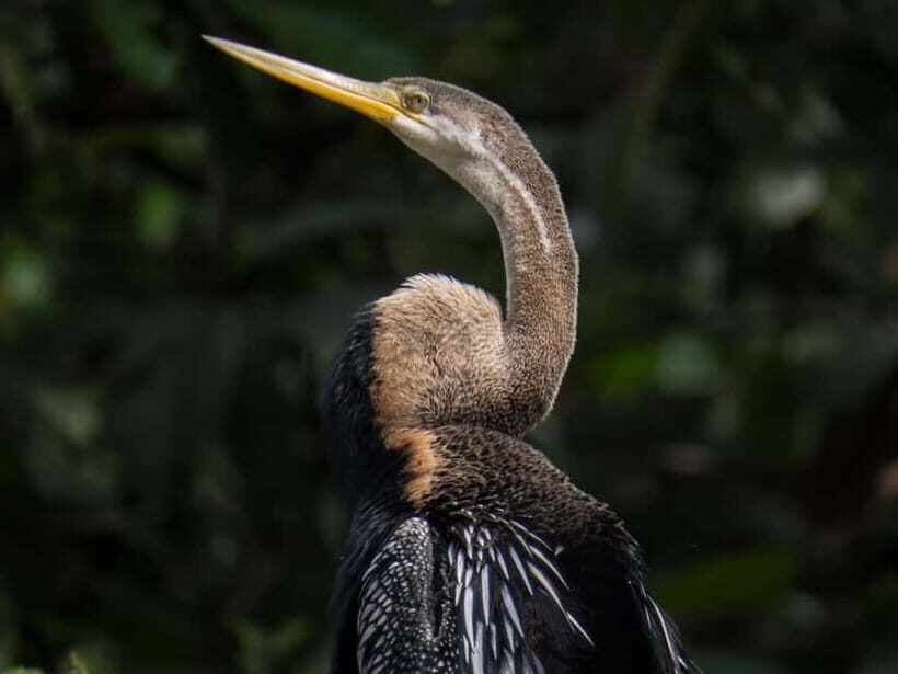 Sandakan: 3D2N The Wild Heart of Borneo River Secrets - Jungle walk time: understory details, orangutan nests, and safety limits
