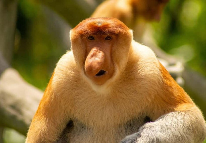 Sandakan: 3D2N The Wild Heart of Borneo River Secrets - Golden hour and fluvial sunsets: monkeys, foraging, and orangutan odds