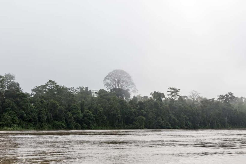 Sandakan: 3D2N The Wild Heart of Borneo River Secrets - Final day at daybreak: the last “missed it” search