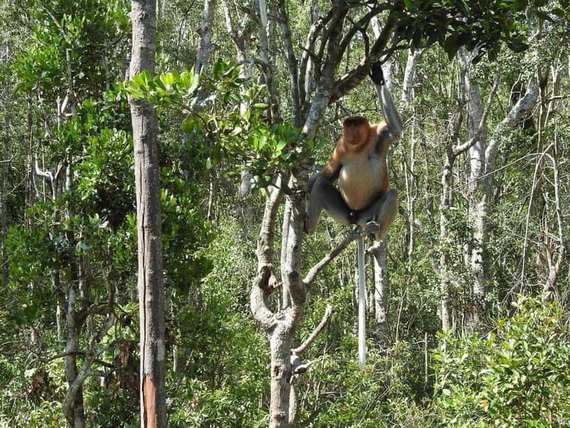 Sandakan: Kinabatangan River Wildlife Cruise with Lunch - Pickup, van rides, and how the schedule really feels