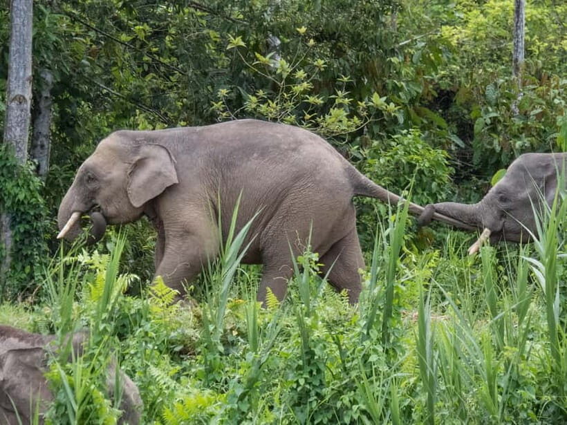 Sandakan: Sukau Rainforest Wildlife Journey & Dawn Cruises - Your afternoon on the river: cruise, wildlife scanning, and lodge dinner