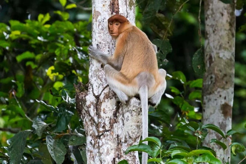 Sandakan: Sukau Rainforest Wildlife Journey & Dawn Cruises - Overnight options: why adding a night changes everything