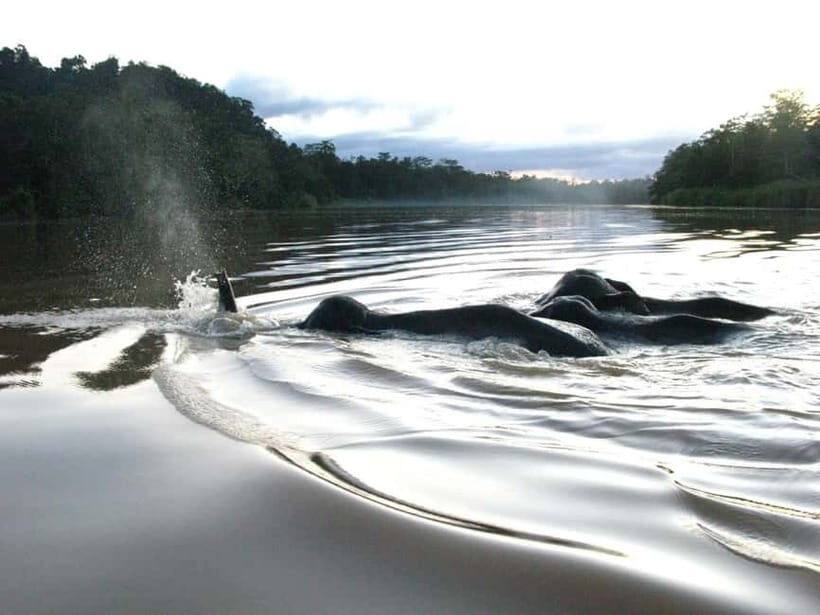 Sandakan: Sukau Rainforest Wildlife Journey & Dawn Cruises - The lodge, dorms, and food: comfort that supports wildlife watching