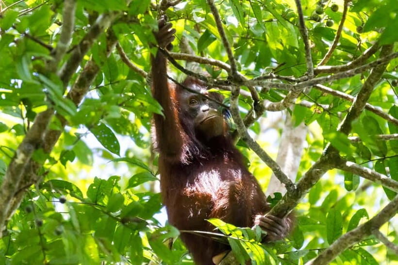 Sandakan: Sukau Rainforest Wildlife Journey & Dawn Cruises - Who should book this Kinabatangan rainforest journey