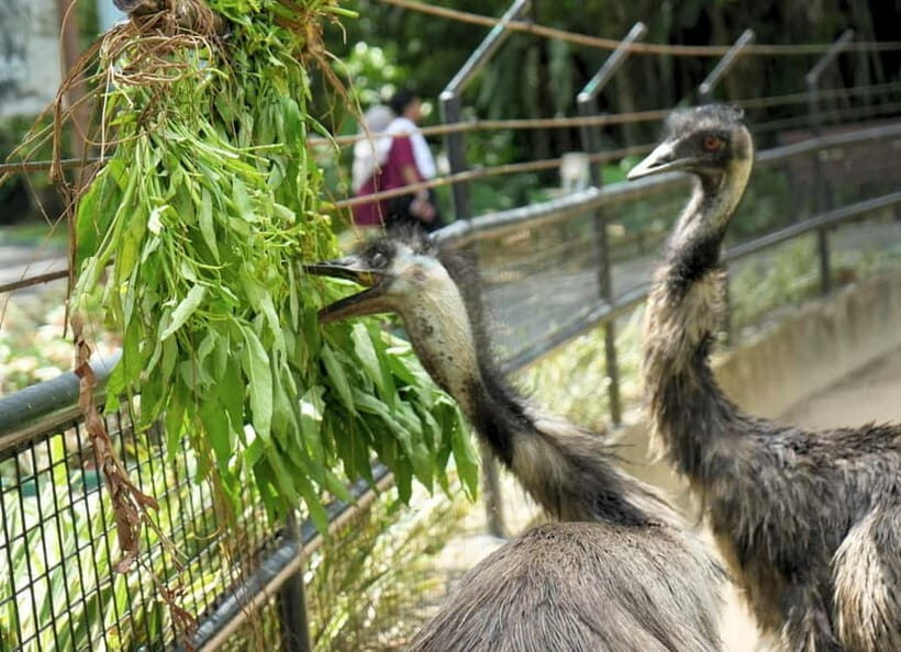 Selangor: Zoo Negara E-Ticket - Should You Book the Selangor Zoo Negara E-Ticket?