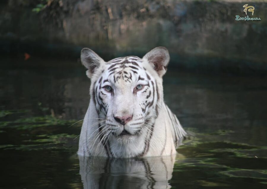 Selangor: Zoo Negara E-Ticket - Multi-Animal Shows (and the Friday Schedule Gotcha)