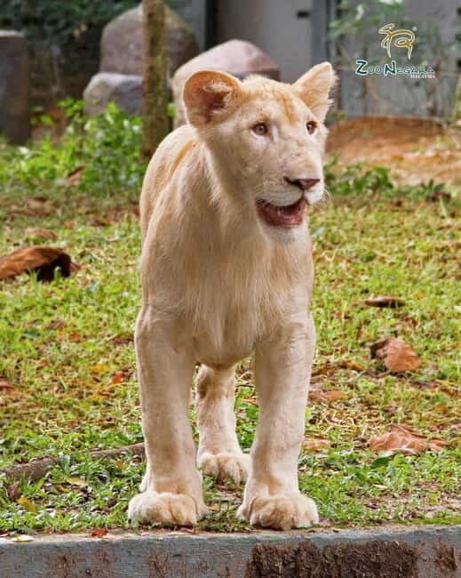 Selangor: Zoo Negara E-Ticket - Weekend and Holiday Feeding Sessions: A Timed Bonus