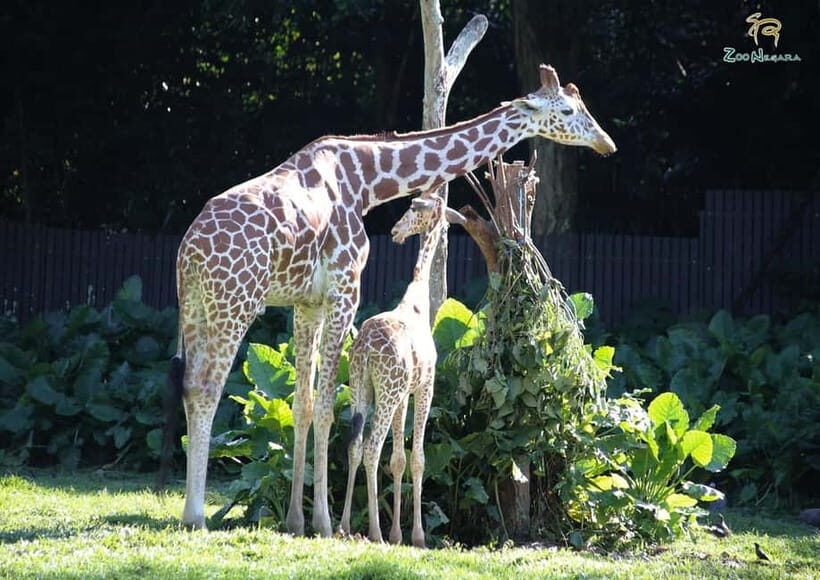 Selangor: Zoo Negara E-Ticket - Practical Costs: What Your $11 Ticket Covers (and What It Doesn’t)