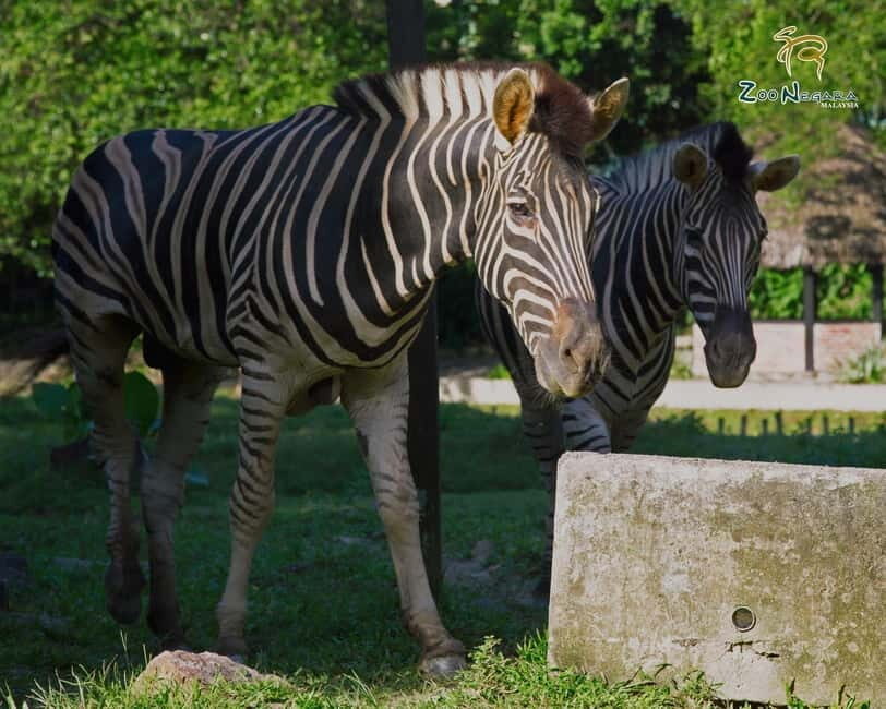 Selangor: Zoo Negara E-Ticket - Logistics That Make the Day Easier