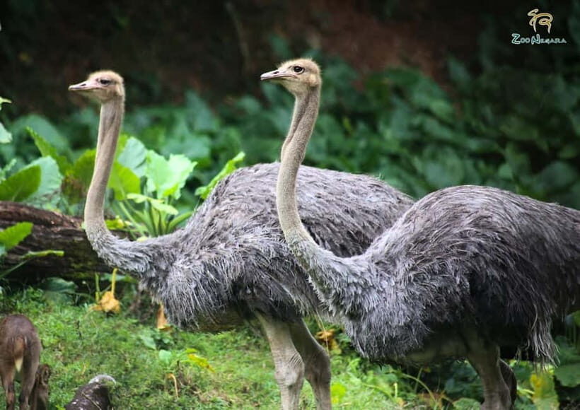 Selangor: Zoo Negara E-Ticket - Who Should Book This Zoo Day Ticket?