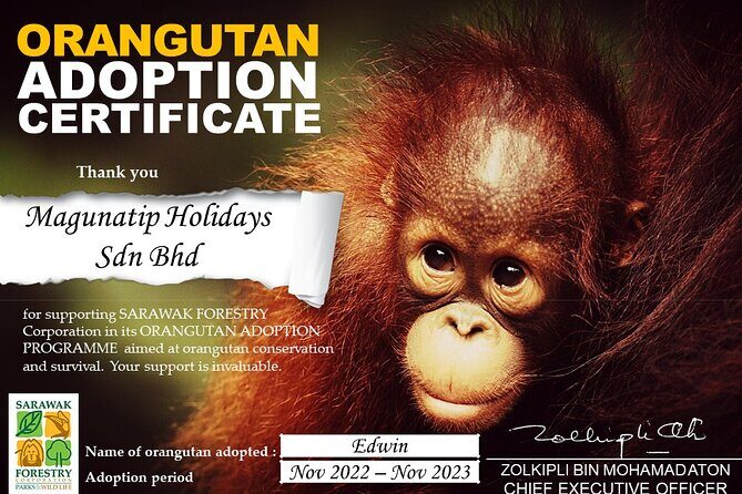Semenggoh Orangutan Center & Sarawak Cultural Village - Orangutan morning at Semenggoh: what you’re really seeing