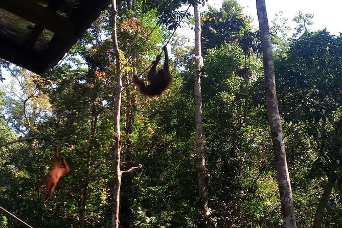 Semenggoh Orangutan Center & Sarawak Cultural Village - How the guide makes the difference (and what to listen for)