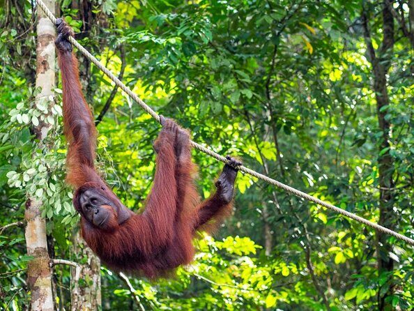 Semenggoh Orangutan Centre from Kuching - Key Things You’ll Care About