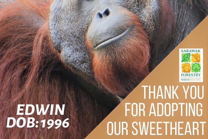 Semenggoh Orangutan Centre from Kuching - The rescue, rehab, release mission (and why Semenggoh feels different)