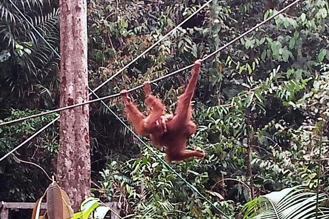 Semenggoh Orangutan Centre from Kuching - Price and value: what $66 gets you, and what to watch for