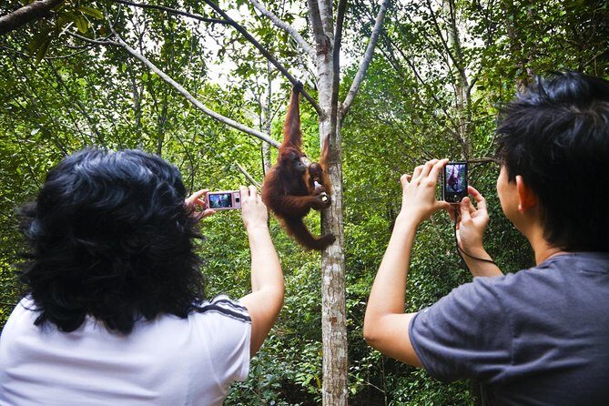 Semenggoh Wildlife Centre: Orangutan Discovery from Kuching - What you’re really watching: semi-wild feeding