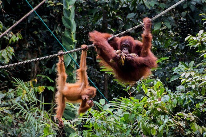 Semenggoh Wildlife Centre: Orangutan Discovery from Kuching - From Kuching pickup to reserve arrival: timing and comfort