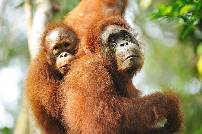 Semenggoh Wildlife Centre: Orangutan Discovery from Kuching - Price and value: what you pay for $69.96
