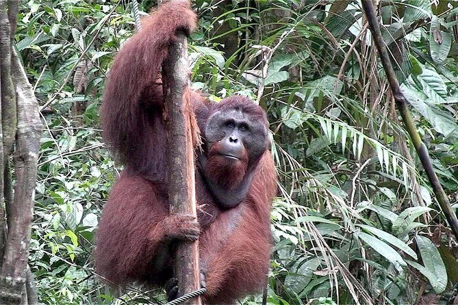 Semenggoh Wildlife Centre: Orangutan Discovery from Kuching - Guide and on-the-ground interpretation