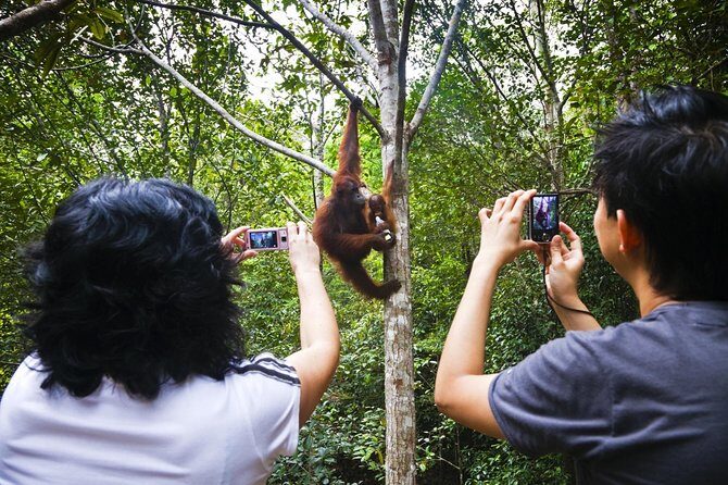 Semenggoh Wildlife Centre Tour: Discover Sarawak’s Orangutans - Getting from Kuching to Semenggoh in comfortable AC