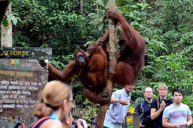 Semenggoh Wildlife Centre Tour: Discover Sarawak’s Orangutans - Scheduled feeding: the moment most people are waiting for