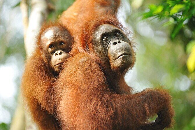 Semenggoh Wildlife Centre Tour: Discover Sarawak’s Orangutans - Best season for orangutan viewing at Semenggoh