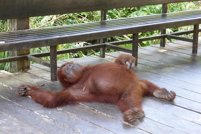 Semenggoh Wildlife Centre Tour: Discover Sarawak’s Orangutans - Group size, timing, and how to get the most from 3 hours