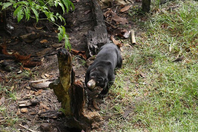 Semenggok Wildlife Centre - Semenggoh Wildlife Centre: what semi-wild really means