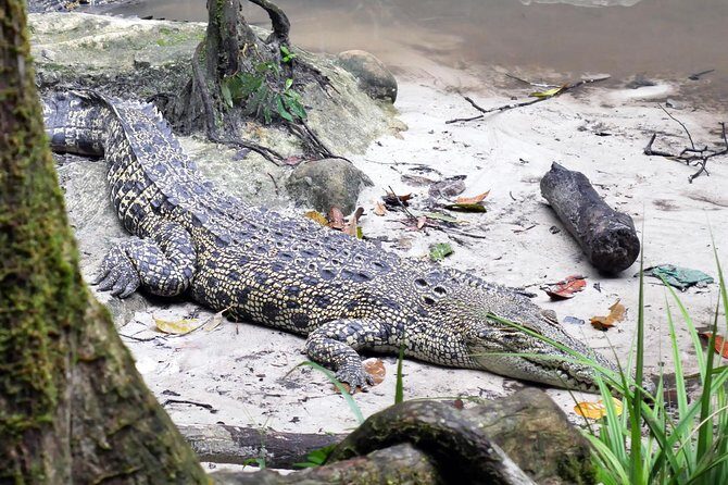 Semenggok Wildlife Centre - Walking the grounds and spotting a mother with a baby