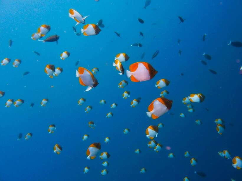 Semporna: Bohey 3 Islands Hike, Snorkel/Dive Tour with Lunch - Value check: is $58 a good deal here?