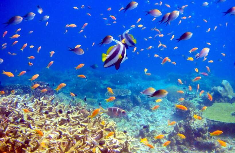 Semporna: Bohey 3 Islands Hike, Snorkel/Dive Tour with Lunch - Sibuan Island: the quiet cove stop where the sea looks special