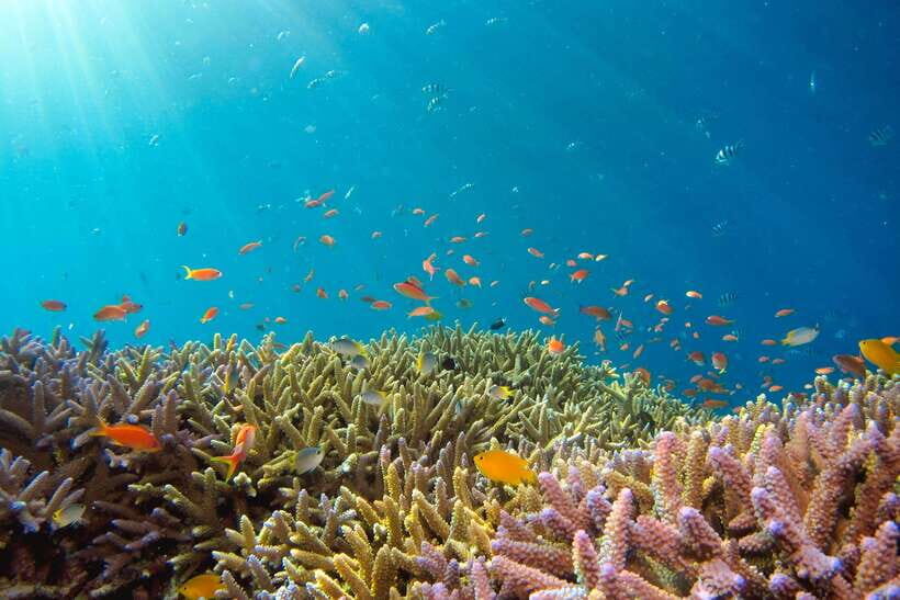 Semporna: Explore 3 Islands Tour Snorkel or Dive & Lunch - Mataking island beach: the “secluded beach” break you’ll remember