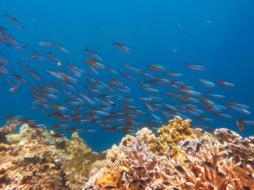 Semporna: Mabul and Kapalai Trip in Snorkel or Dive & Lunch - Lunch box timing: simple fuel for the second reef stop