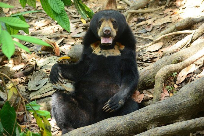 Sepilok Orang Utan & Bornean Sun Bear Centre with Sandakan City Tour with Lunch - Key highlights worth your time