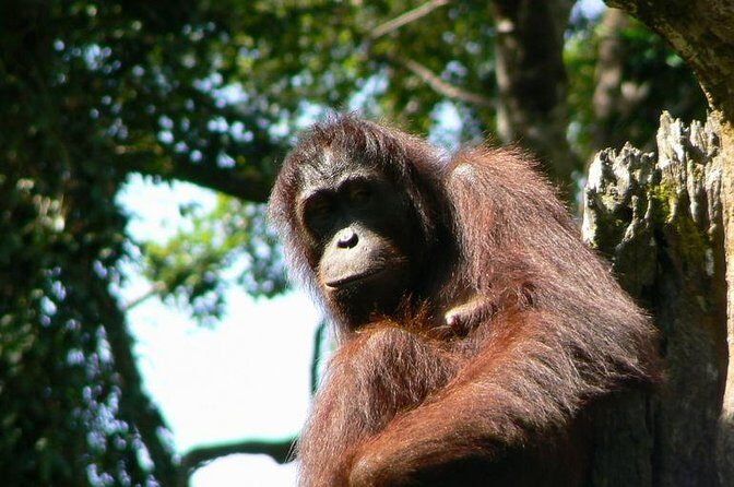 Sepilok Orang Utan & Bornean Sun Bear Centre with Sandakan City Tour with Lunch - Sandakan makes a great wildlife day-trip base