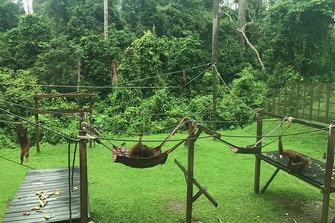Sepilok Orang Utan & Bornean Sun Bear Centre with Sandakan City Tour with Lunch - Sandakan Central Market: where you can snack like a local