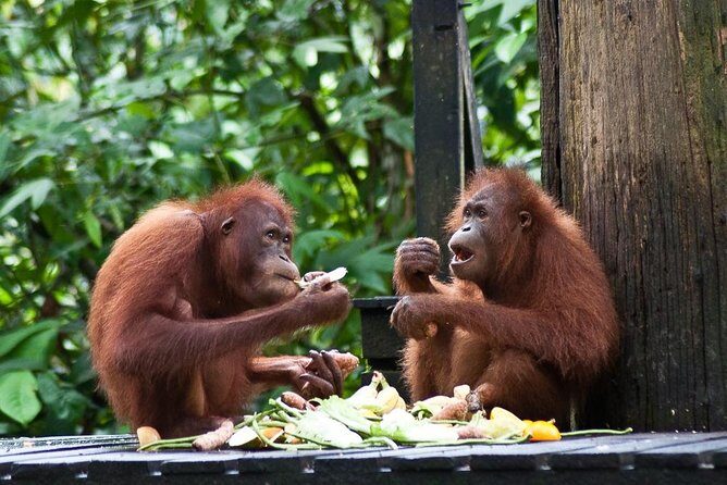 Sepilok Orang Utan, Sun Bear & Sandakan Nature City Tour + Lunch - Key highlights
